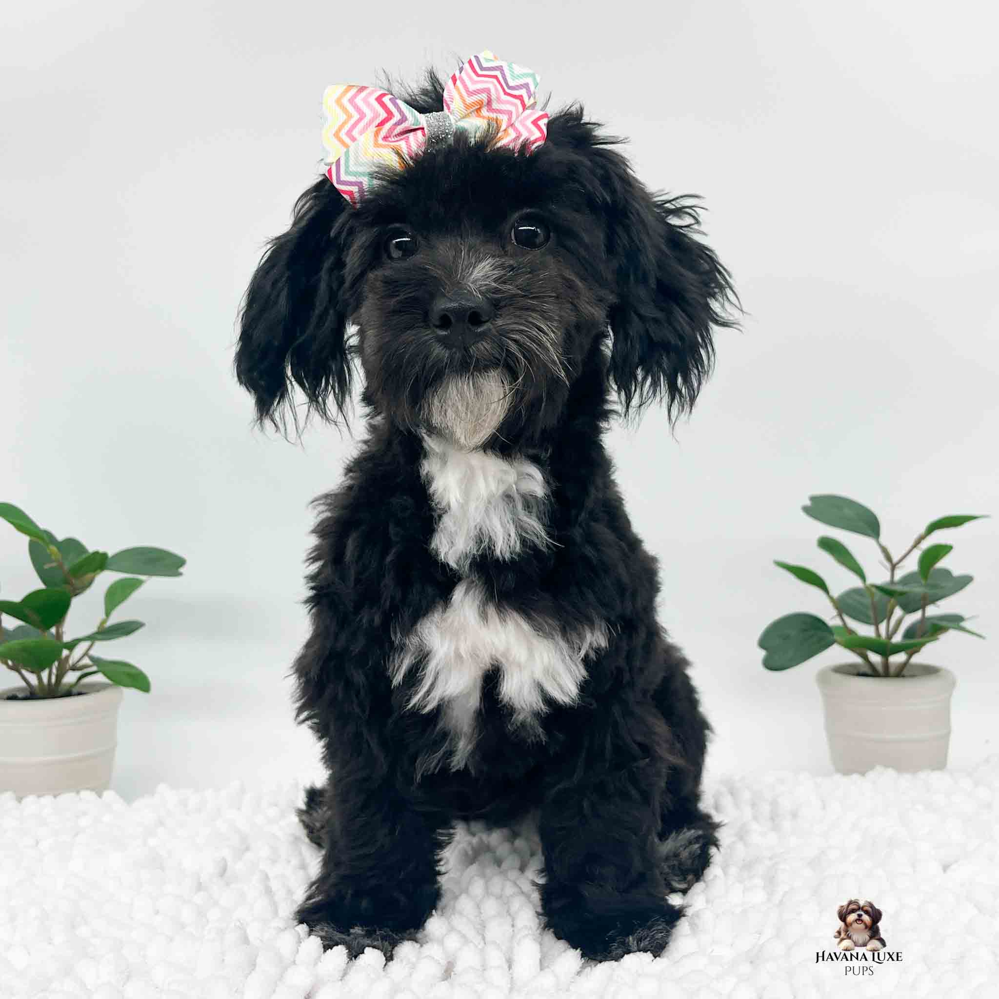 black and white Havapoo with bow in hair