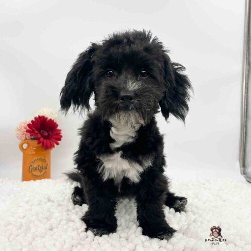 Black Havanese Poodle with the sweetest eyes begging for a treat.