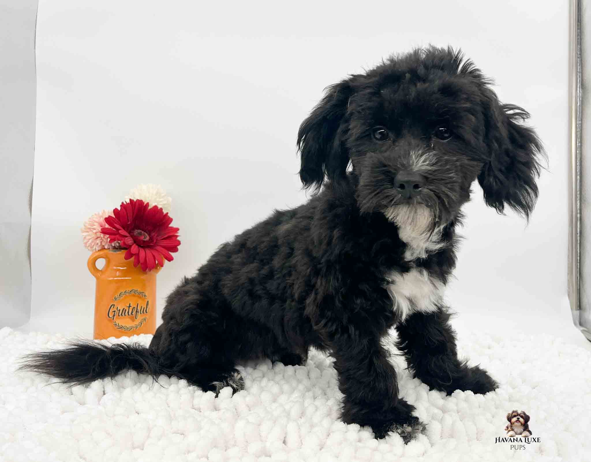 Havanese & Havapoo Puppies IMG 5353