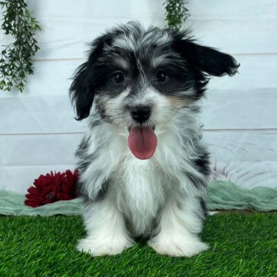 Havanese puppy with a long coat