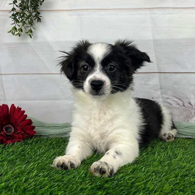 Black and white Havanese puppy at Havana Luxe Pups