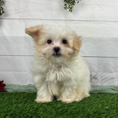 White havanese puppy