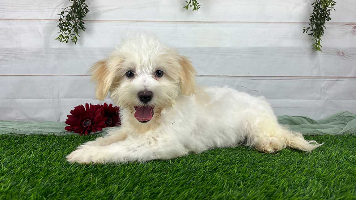 White Havanese puppy laying in the grass