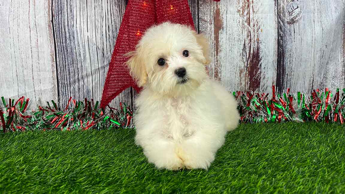 Havanese dog laying in the grass with a Holiday decoration in the background