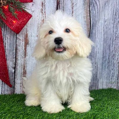 Full grown Havanese dog