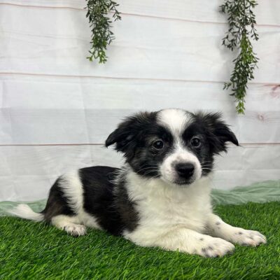 Black and white Havanese puppy laying in the grass