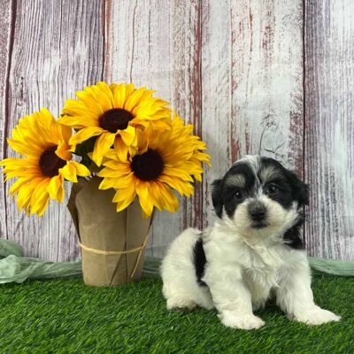 Havanese puppy standing next to a bouquet of sunflowers