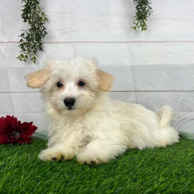 White puppy laying down in the grass