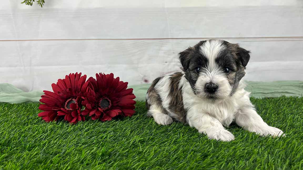 Havanese puppy for sale at Havana Luxe Pups
