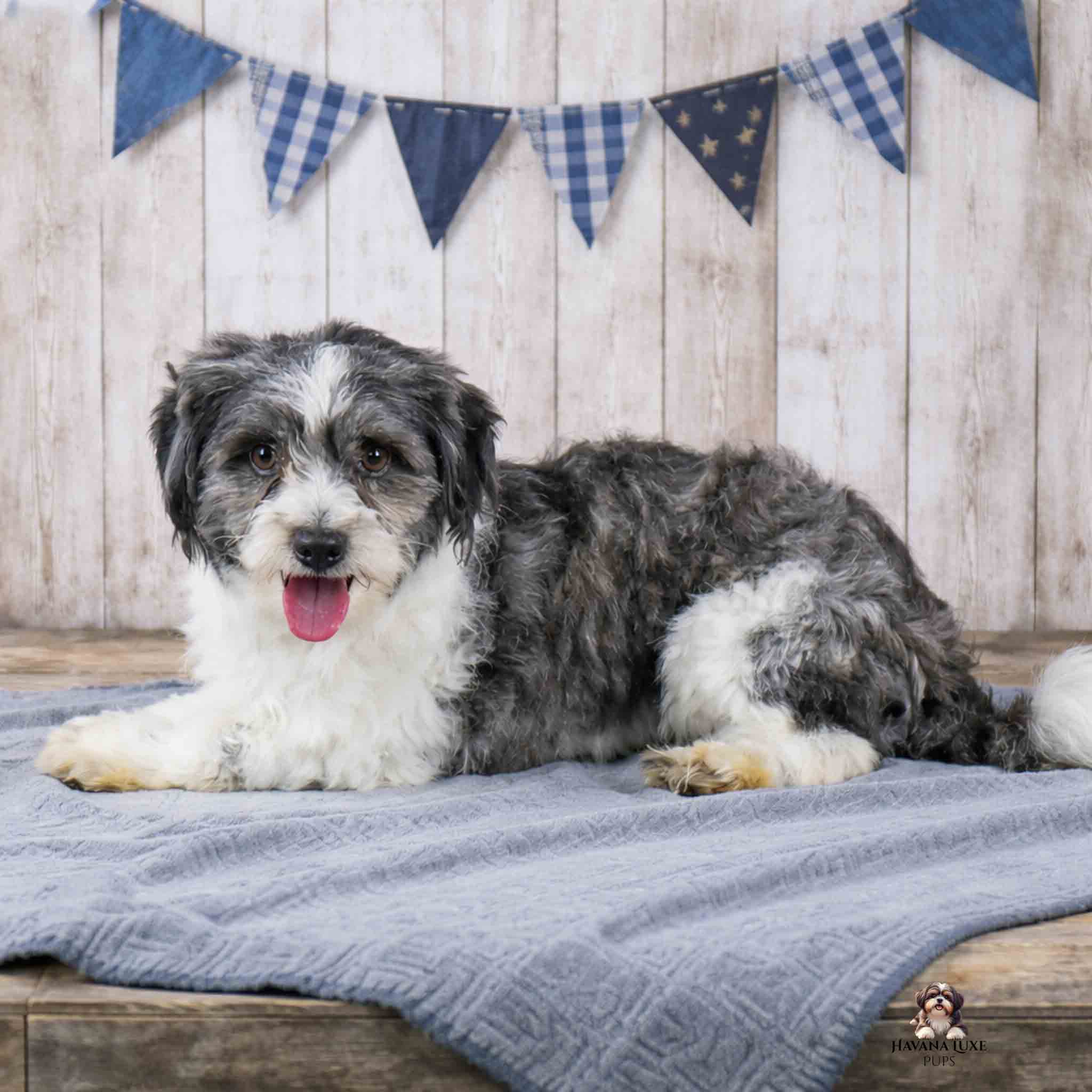 4069E2F1-932E-42A3-9723-39105CBEFC67 Havanese & Havapoo Puppies 4069E2F1 932E 42A3 9723 39105CBEFC67