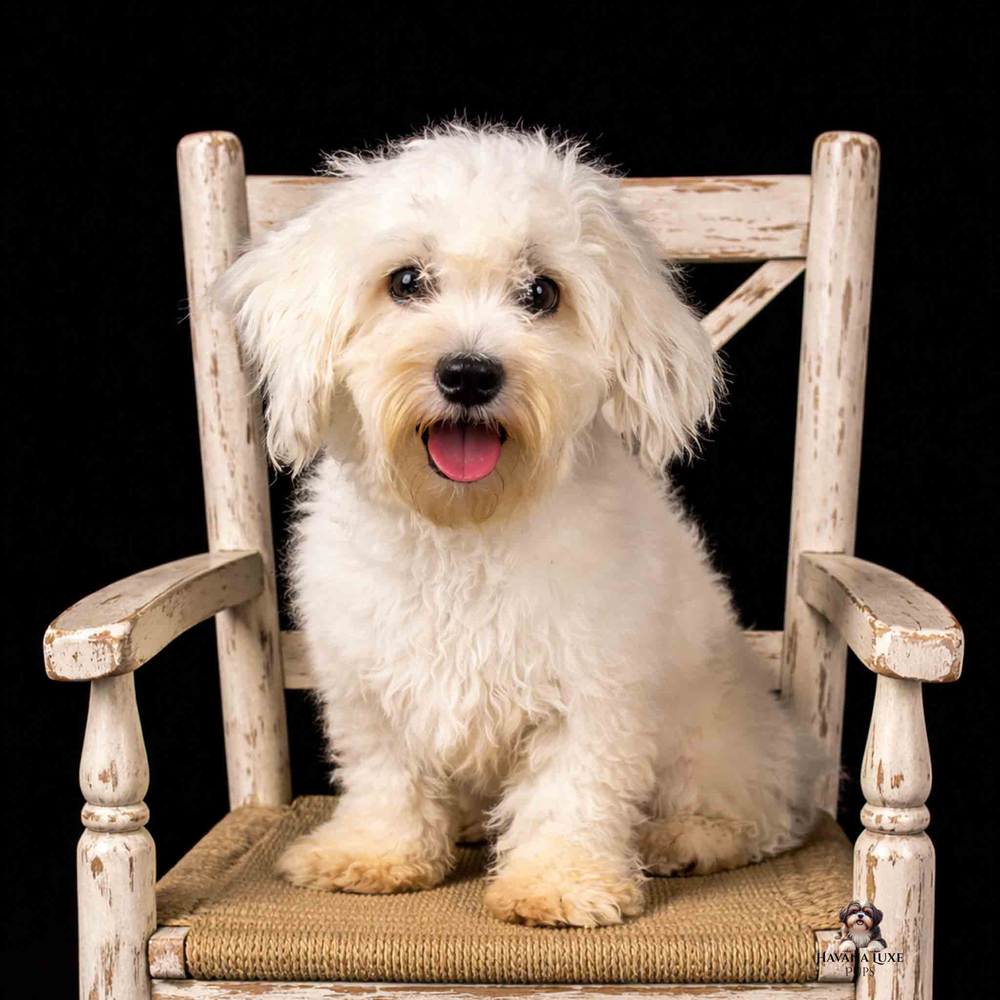 962FBE0D-7EC3-469A-BA1F-8F9A8112CEC2 Havanese & Havapoo Puppies 962FBE0D 7EC3 469A BA1F 8F9A8112CEC2