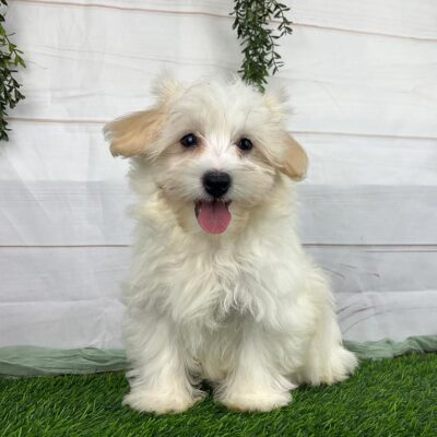 White Havanese puppy for sale, sitting in the grass with his tongue out