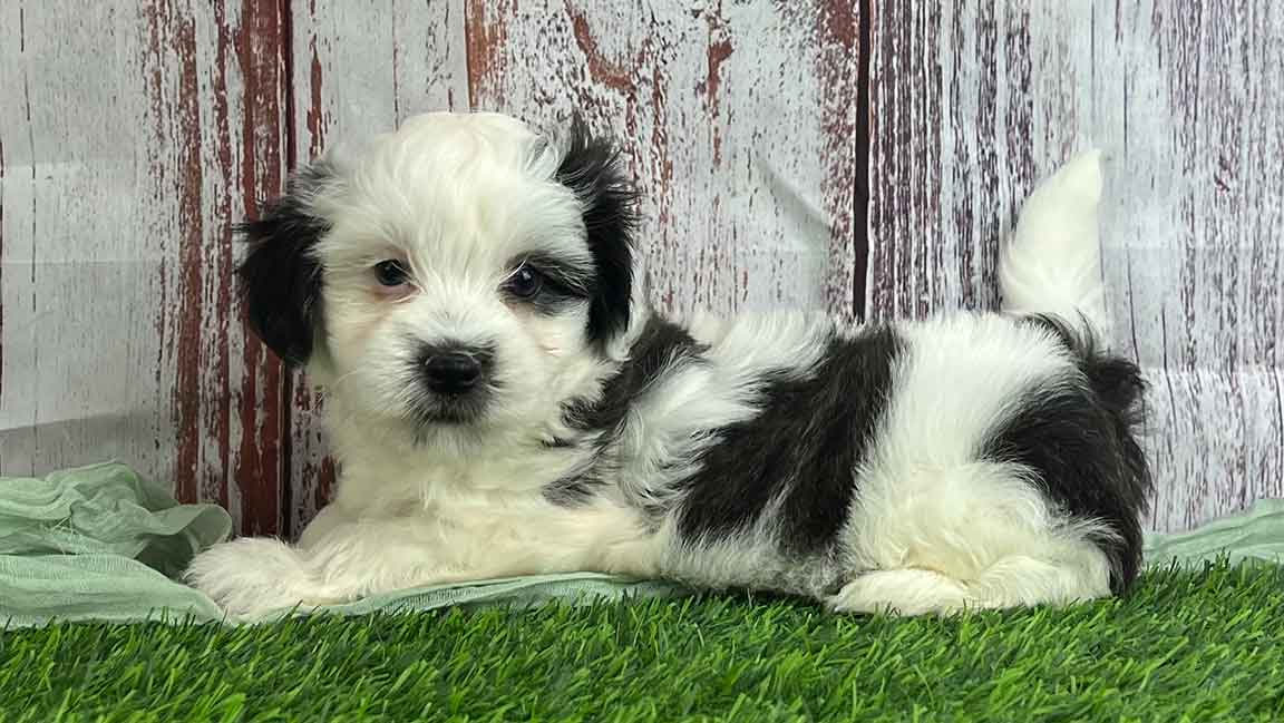 Black and white Havanese puppy laying down in the grass with his tail up