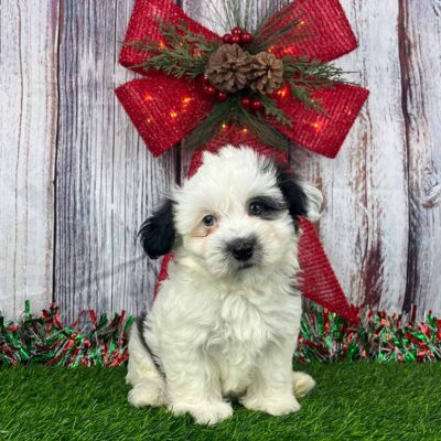 Puppy for sale at a reasonable Havanese dog price
