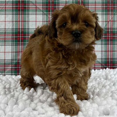 Brown Havanese puppy stepping forward on a white fluffy carpet