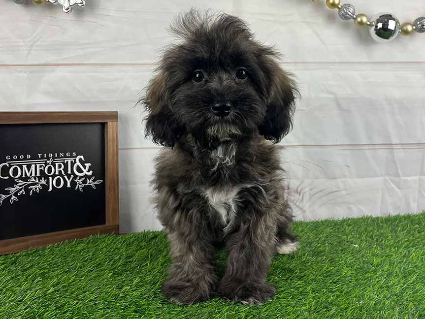 Black and white Havapoo puppy sitting on the grass