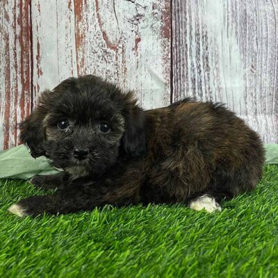 Black Havapoo with white paws laying down in the grass