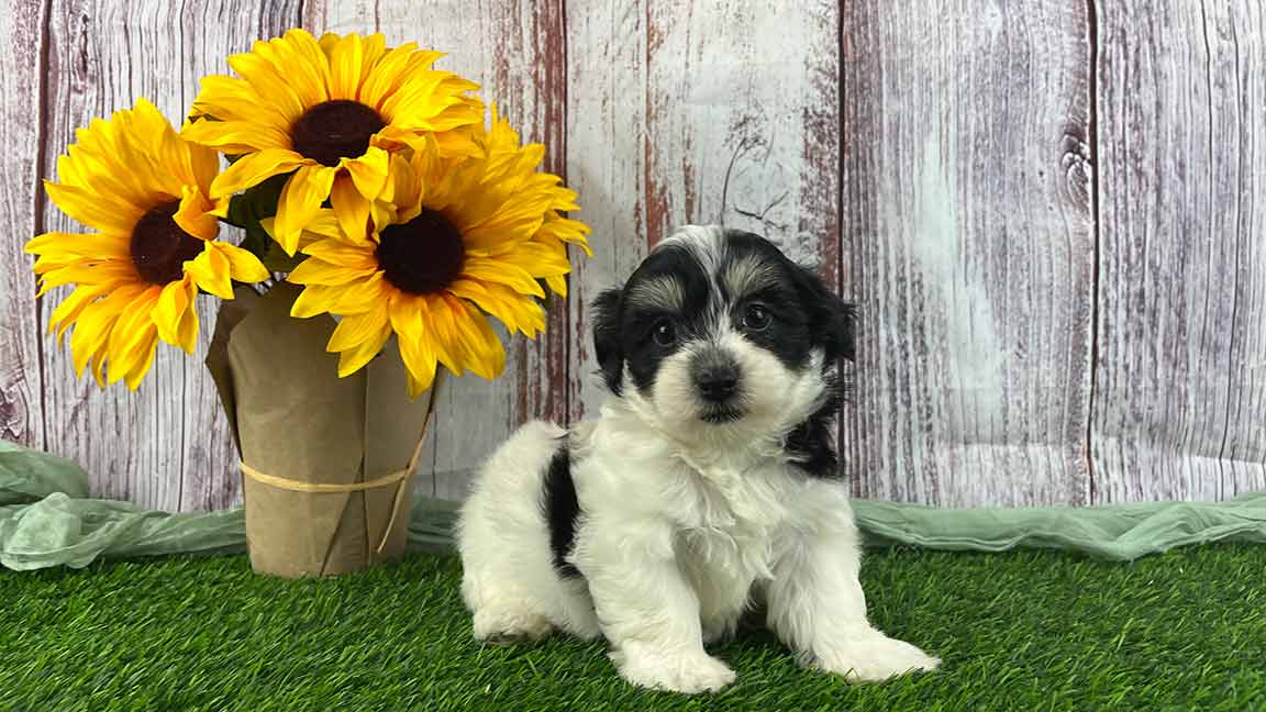 Black and white Havanese standing in the grass next to a sunflower bouquet.