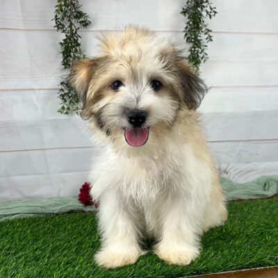 White puppy sitting down because owners know how to train a Havanese puppy