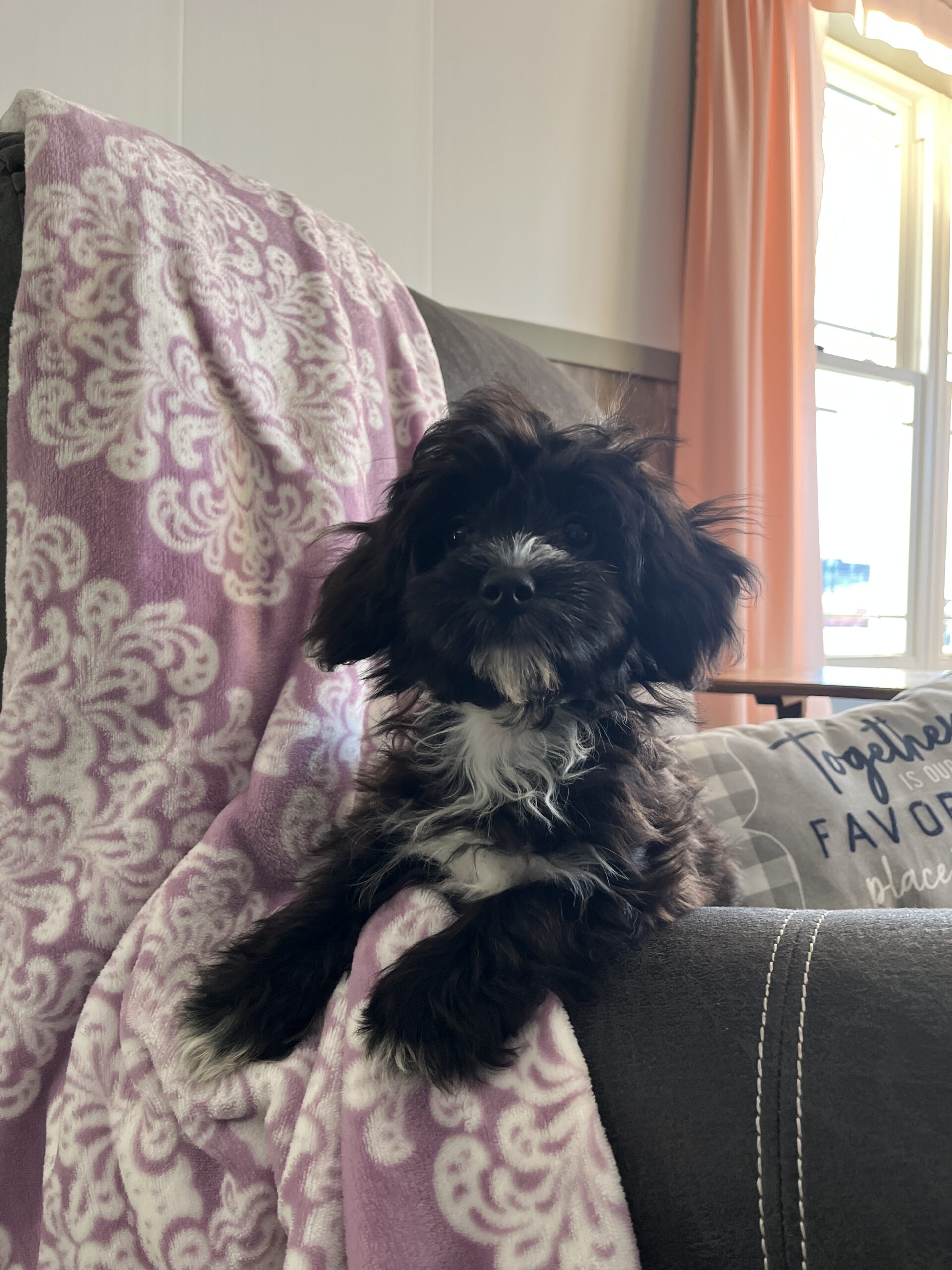 Black and White puppy sitting on a recliner chilling out