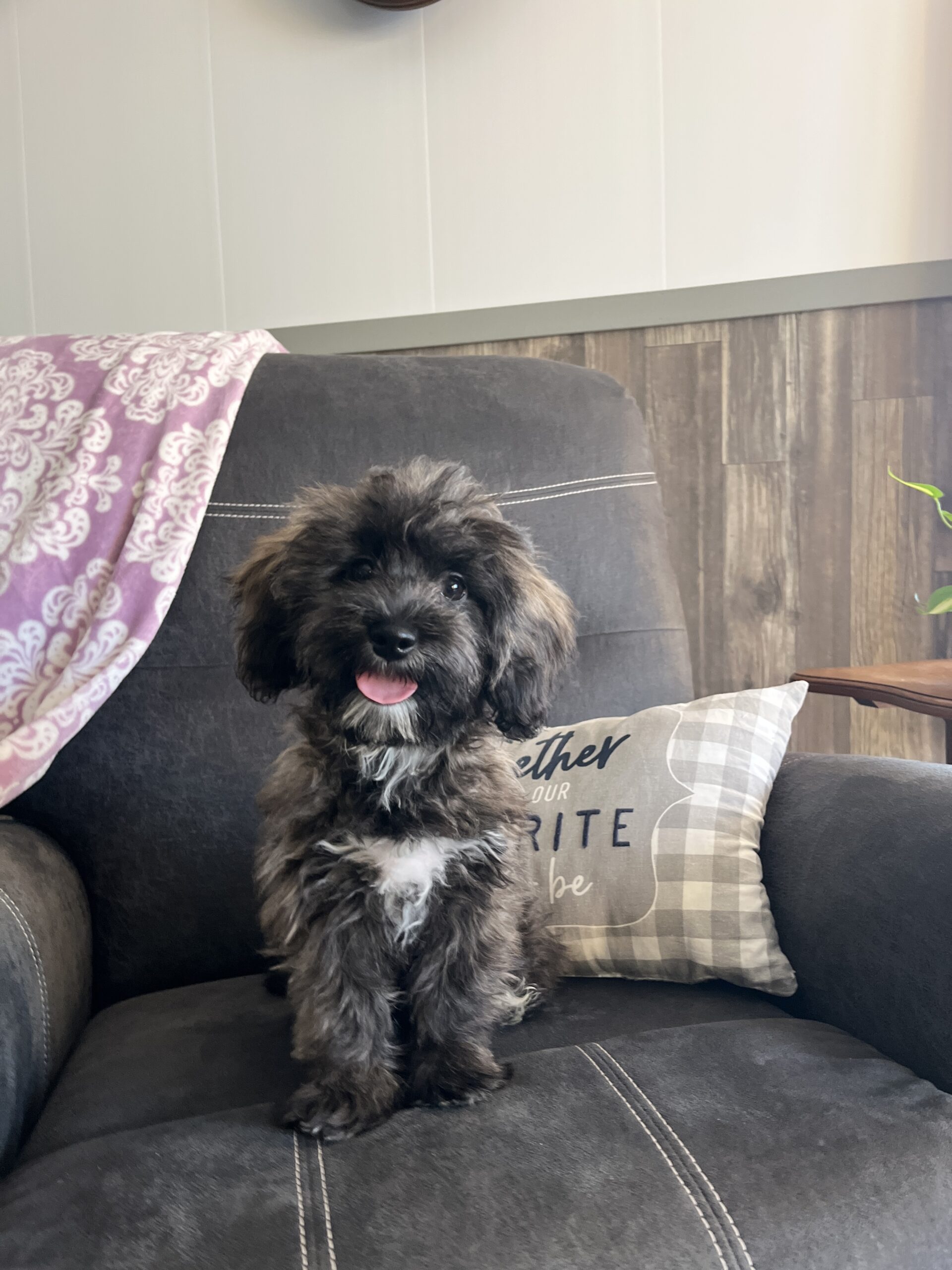 dog perched on a comfortable chair