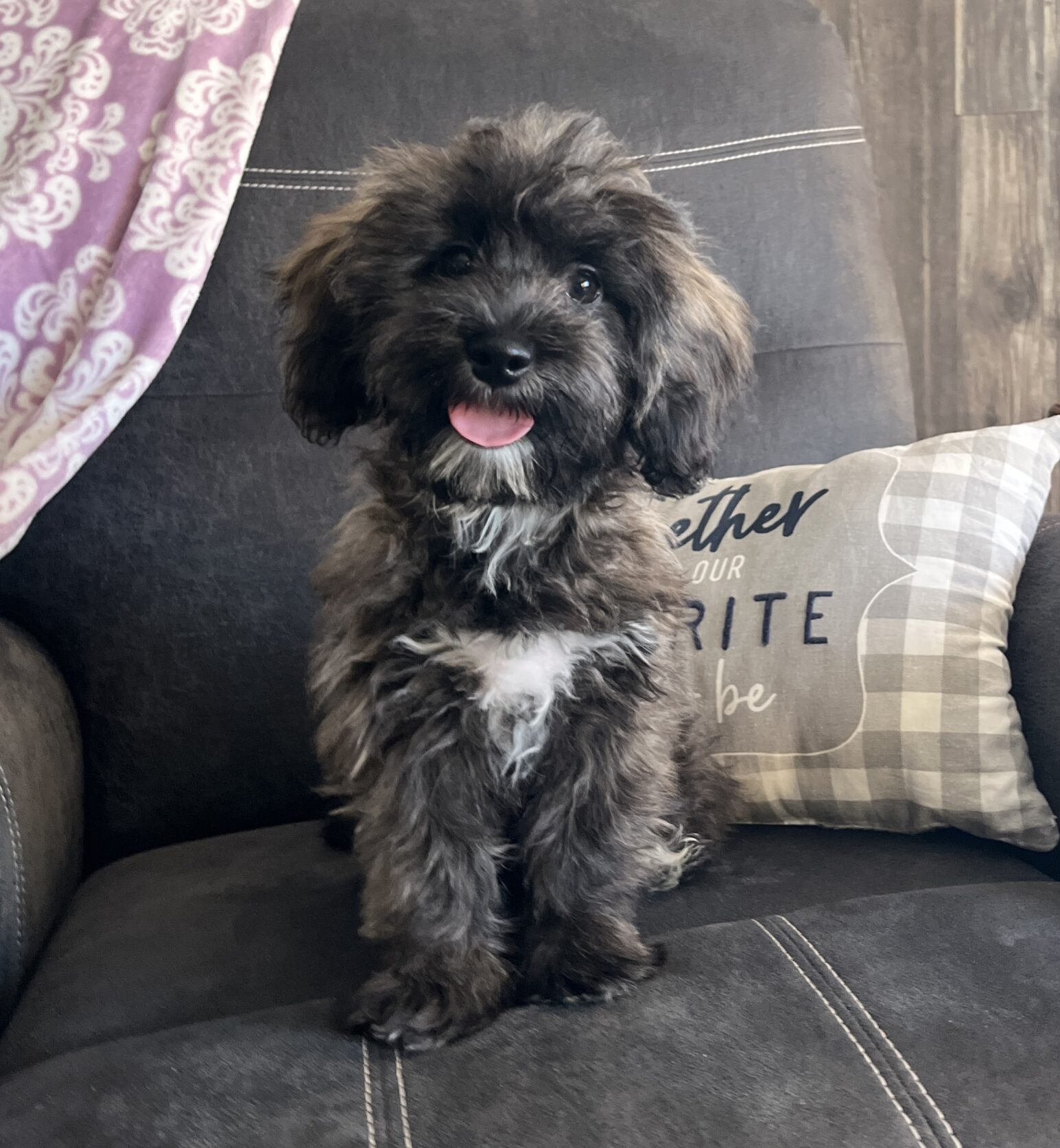 Michelle Havapoo Puppy