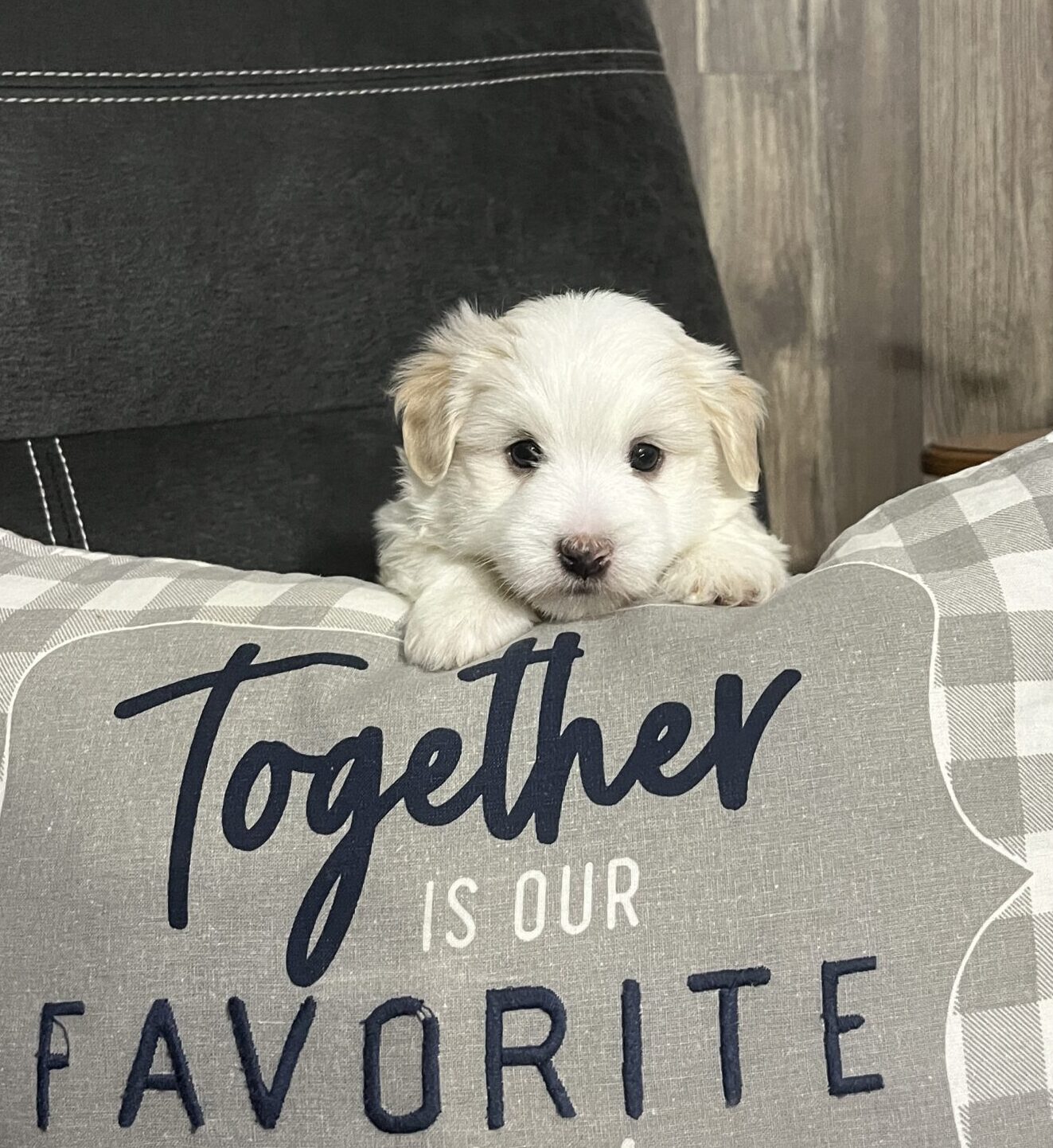 Phil pose peek a boo