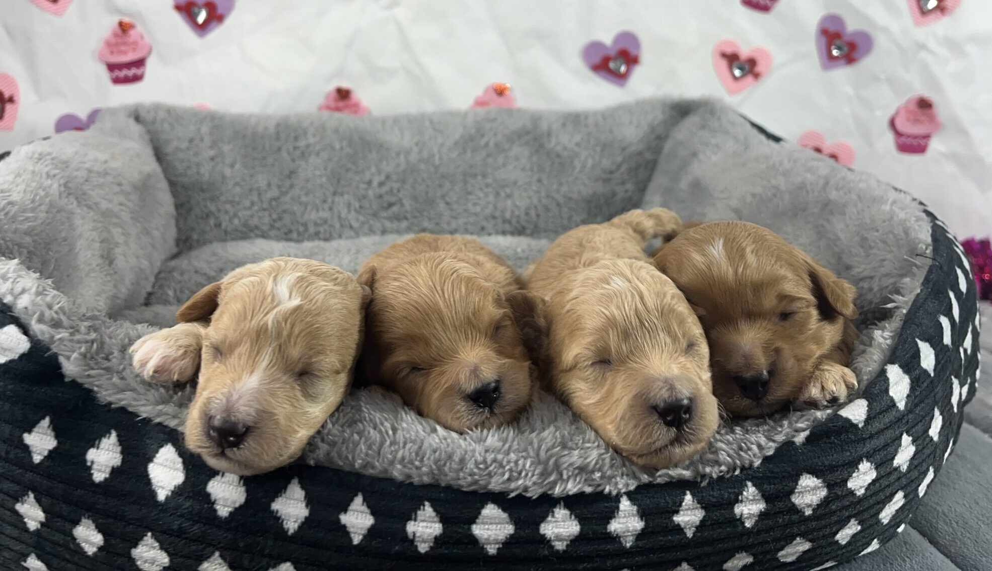 male havapoos Havapoo Puppies