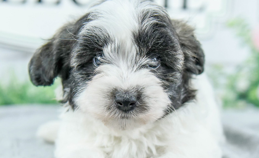 havanese puppy
