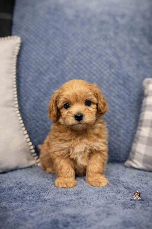 little red havapoo puppy sitting on couch with pillows