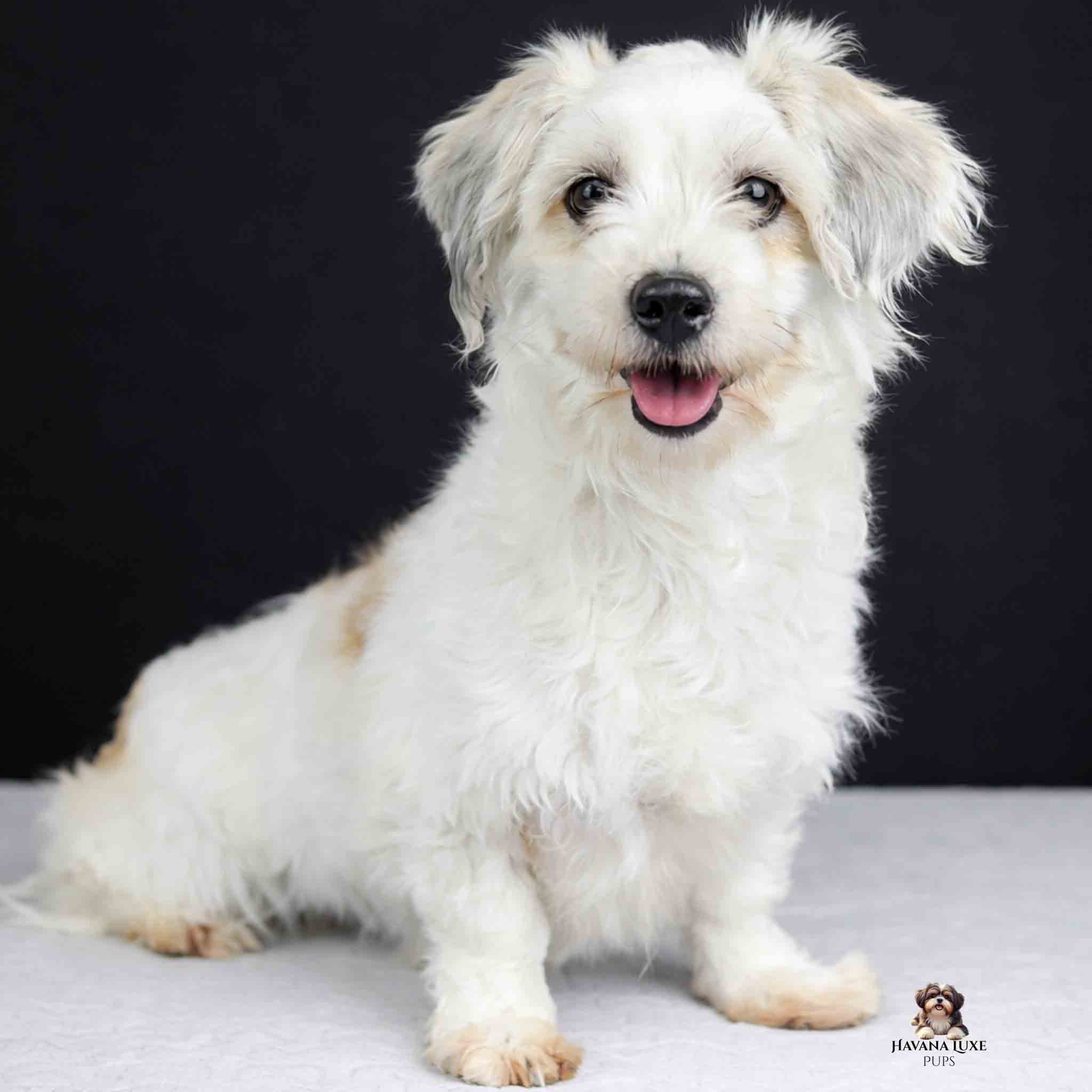 Havanese & Havapoo Puppies 3A5497AF ED80 4CDF 9046 88C5C3CC74DD