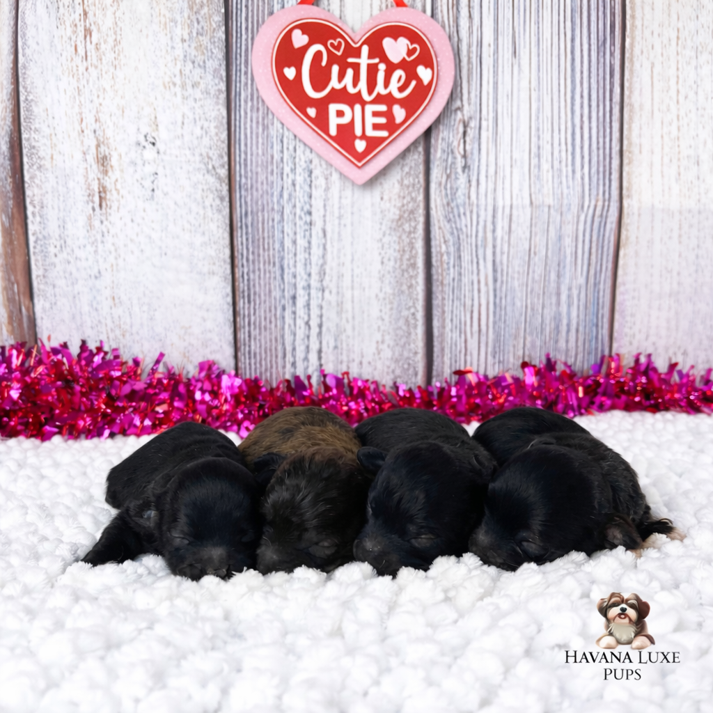 cute puppies cuddled on white blanket