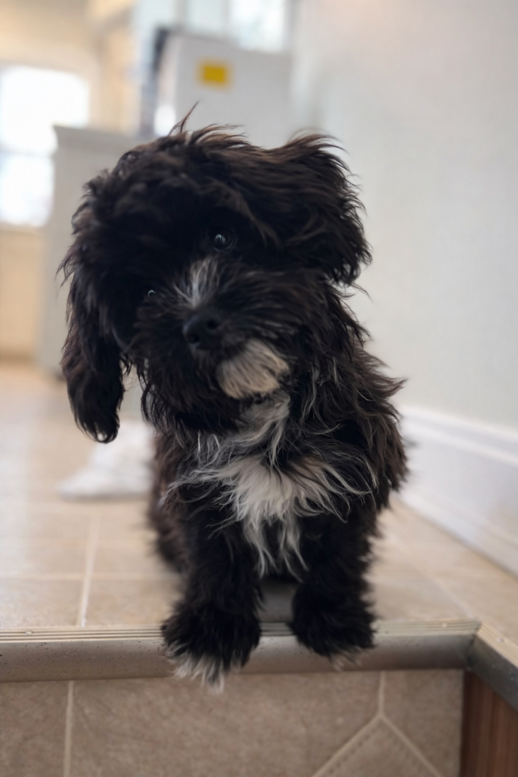 black Havapoo puppy with white markings standing on stairs