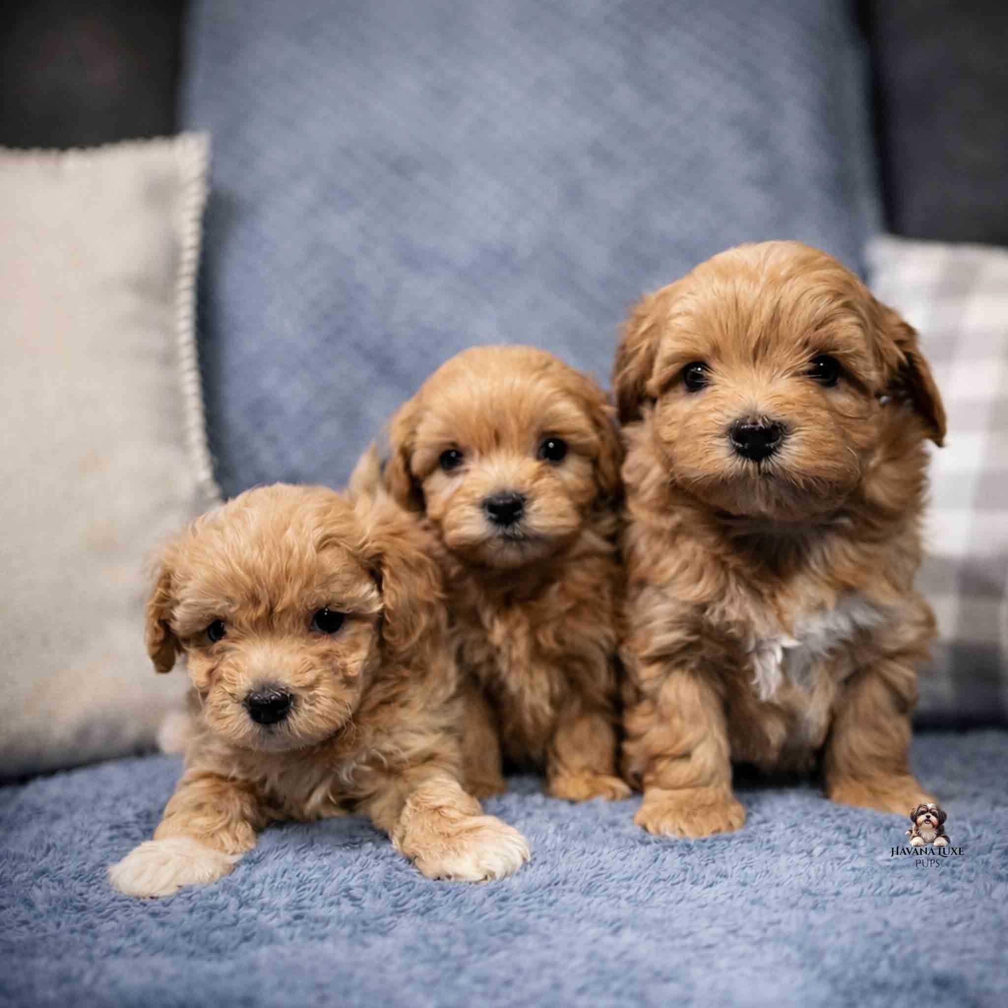 61B5E0AE-7E9A-437E-9CDD-63F7D202615A three little red puppies cuddling on a blue couch