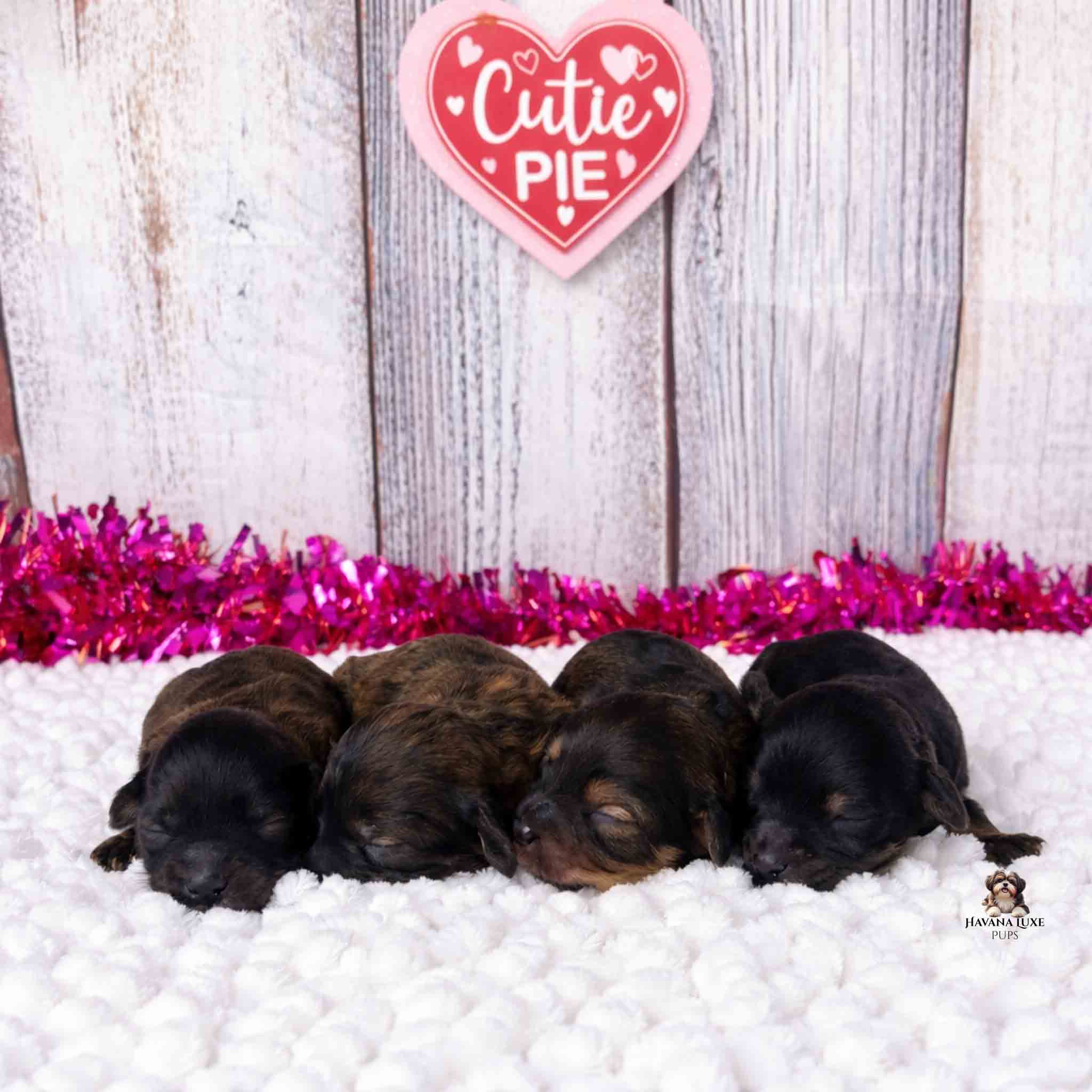 Newborn Havapoo puppies cuddled together