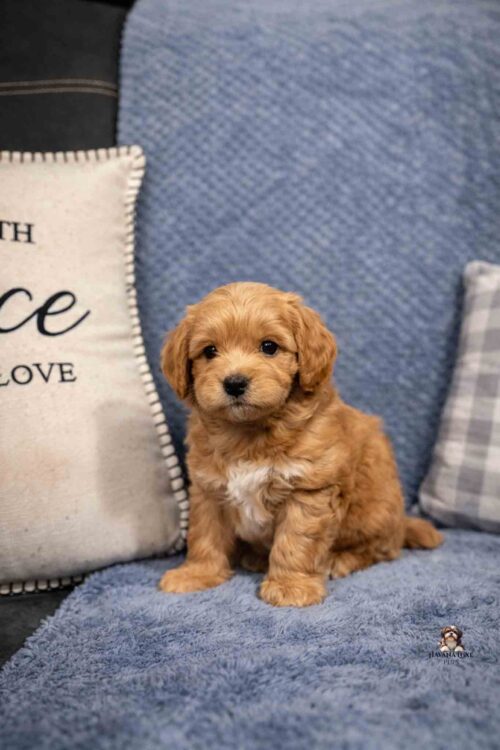 little red puppy sitting on couch with pillow