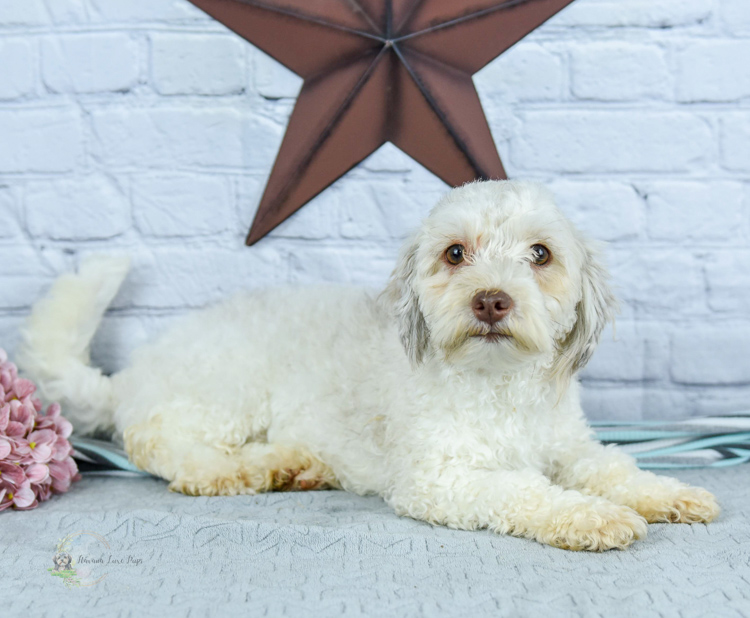 white adult dog with star in background