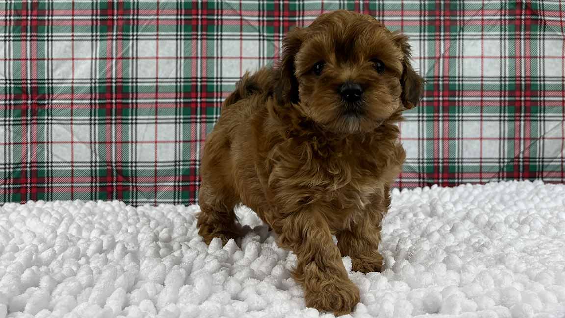 Brown Havapoo puppy on a white fluffy carpet