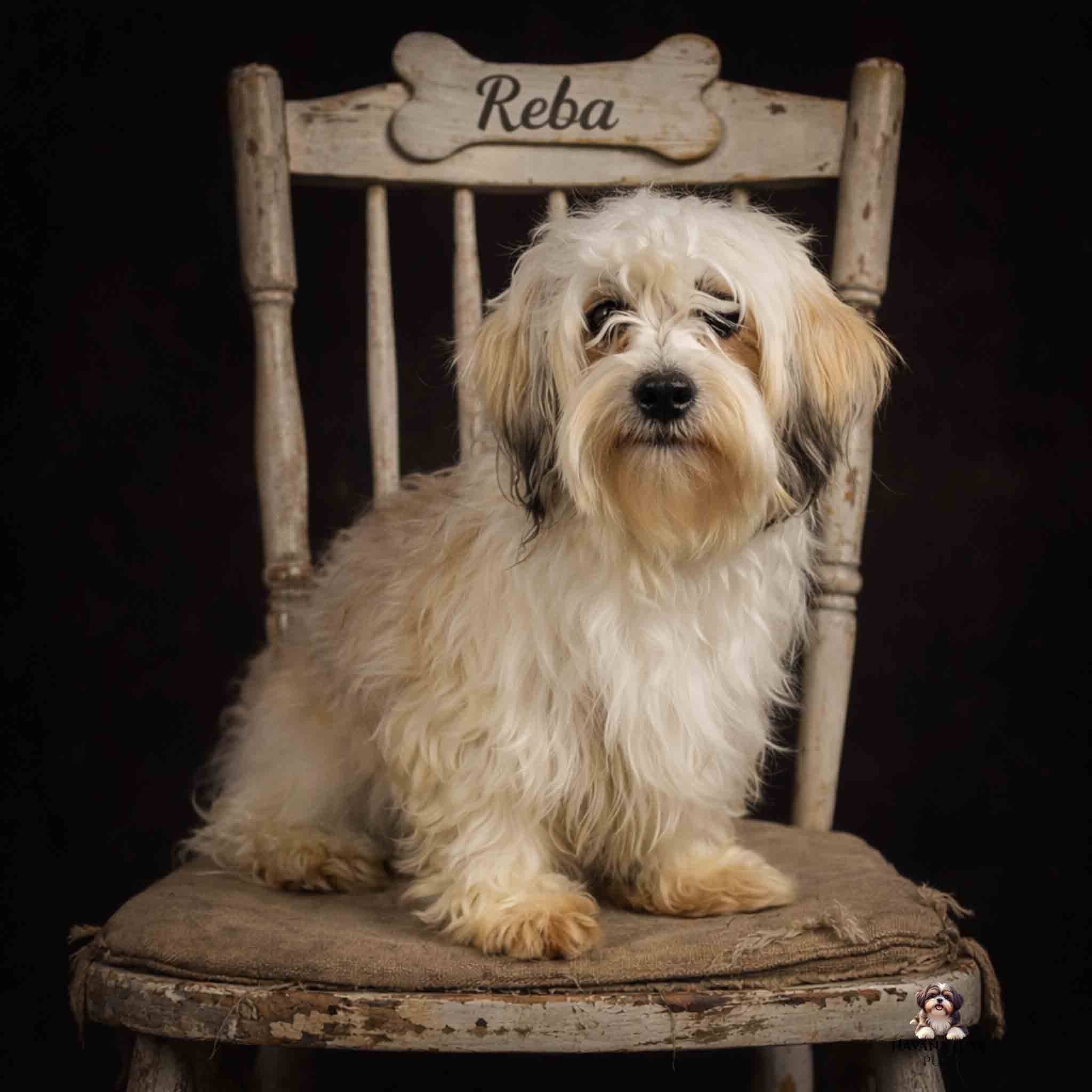 E9DA3160-6496-4E17-A0FA-D8C166E3E170 Havanese & Havapoo Puppies E9DA3160 6496 4E17 A0FA D8C166E3E170