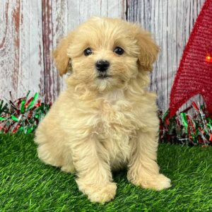 Cream colored Havapoo puppy