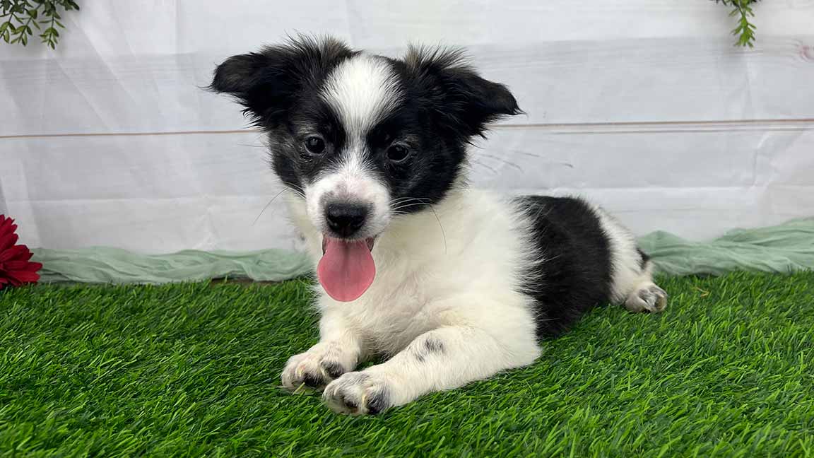 Black and white puppy for sale at Havana Luxe Pups