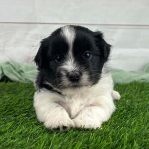 Black and white Havapoo puppy with a great Havapoo lifespan thanks to good breeding practices