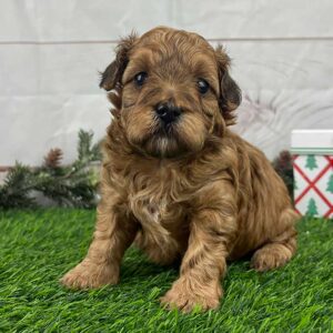 Brown Havapoo puppy sitting on the grass, whose owner is wondering "How Long Does a Havapoo Live"