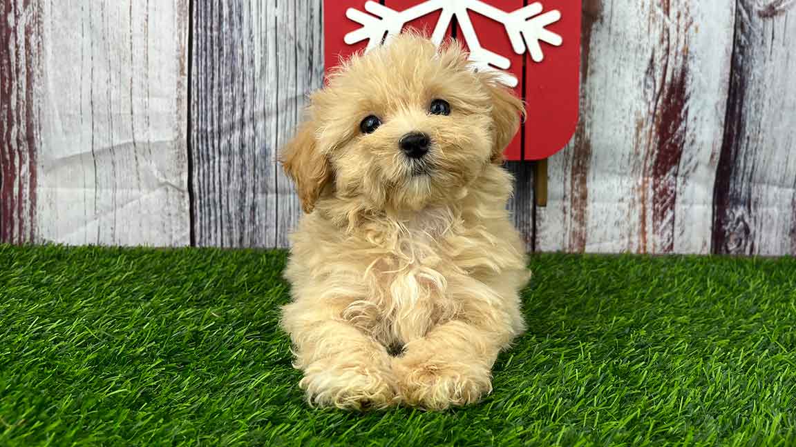 Havapoo puppy sitting on the grass in front of a wood wall