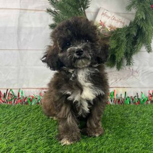 Black and white Havapoo puppy standing in the grass, looking fluffy after his owner learned how to groom a Havapoo