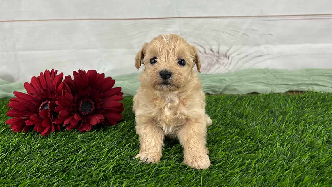 Cream-colored puppy standing next to red flowers.