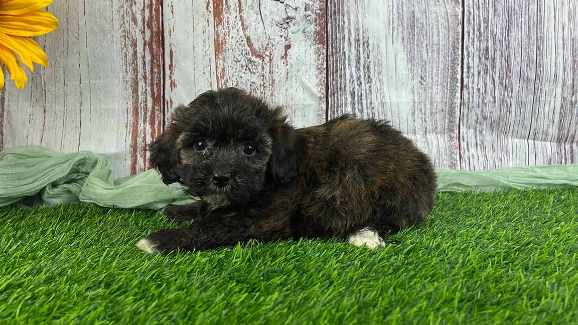 Black Havapoo puppy with white paws lying down in the grass
