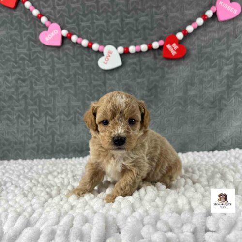 Light red Havapoo pup with white on face and chest