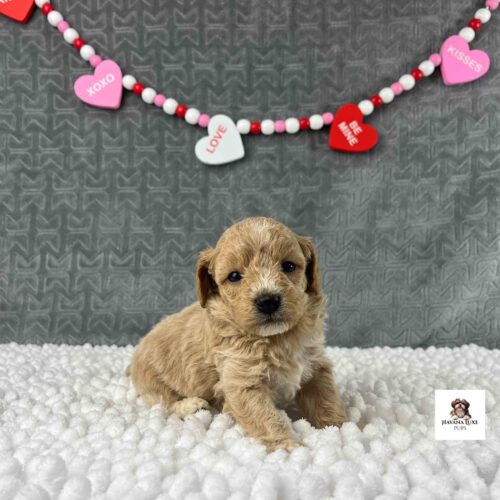 light red Havapoo with white on nose and head