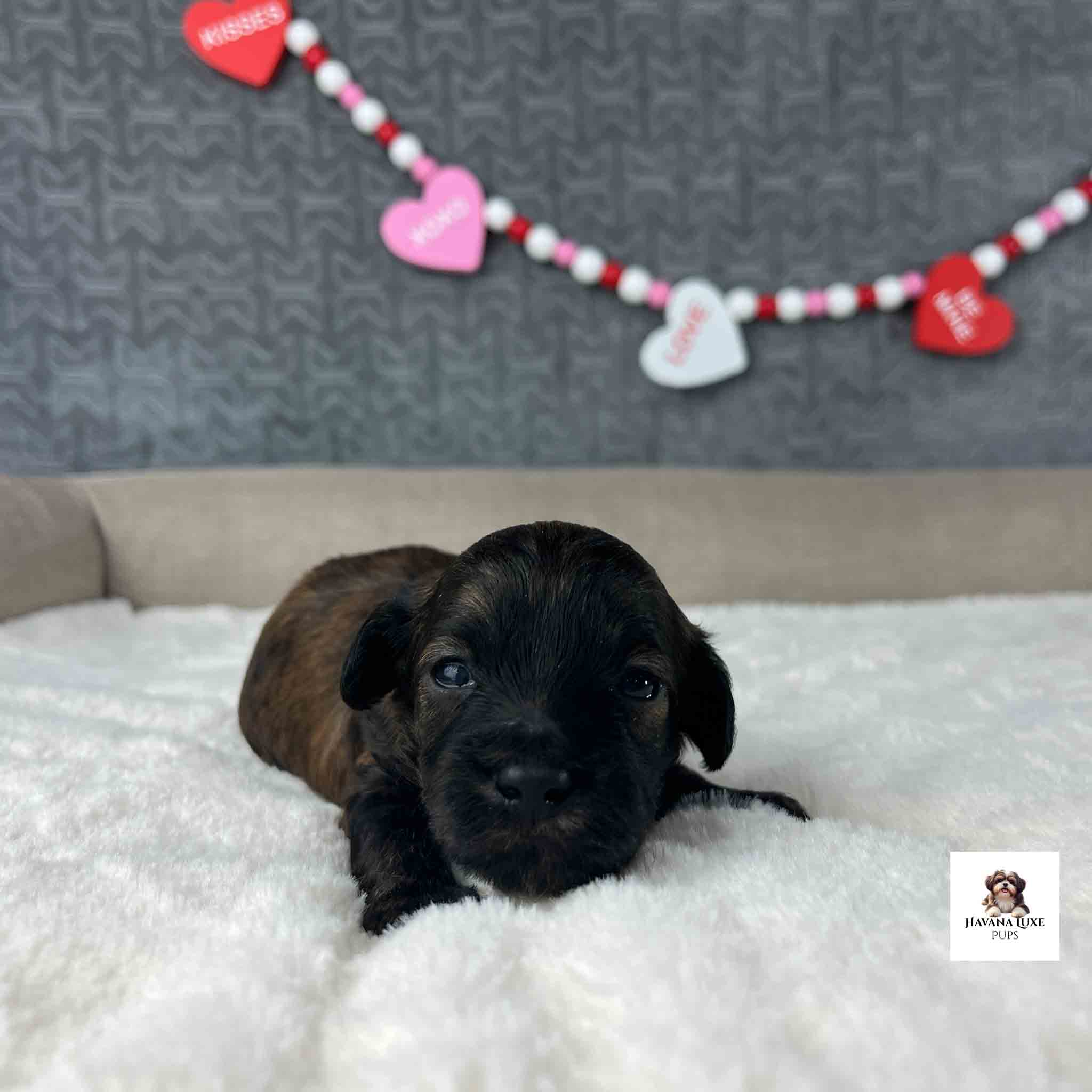 Black and Brindle newborn Havapoo puppy